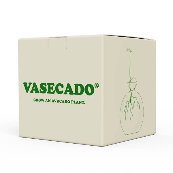 Cloudberries - Vasecado® Grow an Avocado-Pflanze, handgeblasene Vase aus klarem Glas Im Angebot – Bild 5